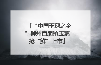 “中国玉藕之乡”柳州百朋镇玉藕抢“鲜”上市