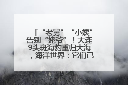 “老舅”“小姨”告别“姥爷”！大连9头斑海豹重归大海，海洋世界：它们已具备野外生存能力