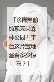 珍稀黑鹳惊现云岗森林公园！丰台这片宝地藏着多少惊喜？