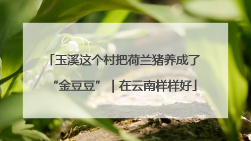 玉溪这个村把荷兰猪养成了“金豆豆”｜在云南样样好