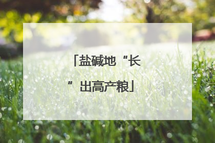 盐碱地“长”出高产粮