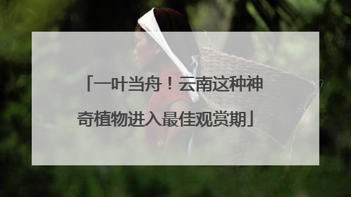 一叶当舟！云南这种神奇植物进入最佳观赏期