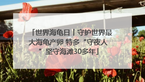 世界海龟日丨守护世界最大海龟产卵 特多“守夜人”坚守海滩30多年