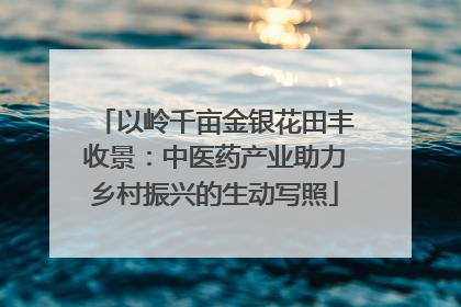 以岭千亩金银花田丰收景：中医药产业助力乡村振兴的生动写照