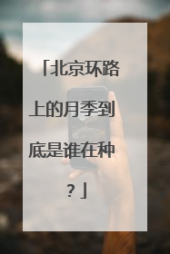 北京环路上的月季到底是谁在种？