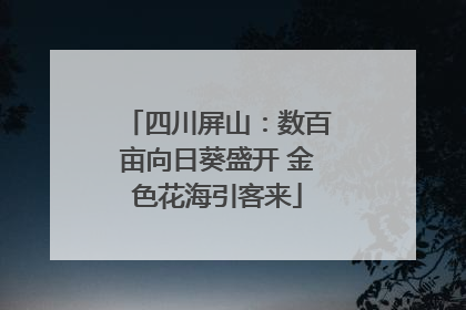 四川屏山：数百亩向日葵盛开 金色花海引客来