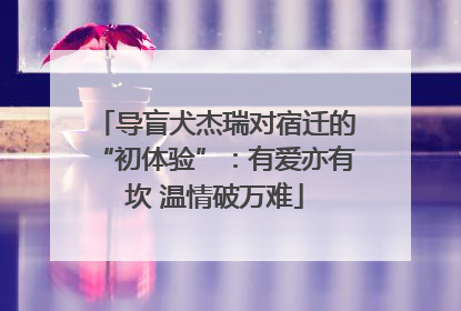 导盲犬杰瑞对宿迁的“初体验”：有爱亦有坎 温情破万难