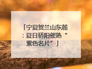 宁夏贺兰山东麓：夏日骄阳催熟“紫色名片”