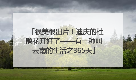 很美很出片！迪庆的杜鹃花开好了——有一种叫云南的生活之365天