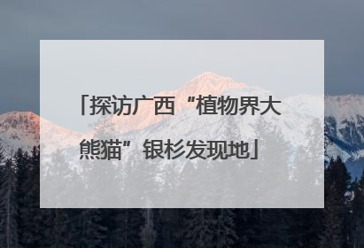 探访广西“植物界大熊猫”银杉发现地