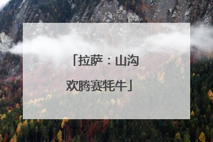 拉萨：山沟欢腾赛牦牛