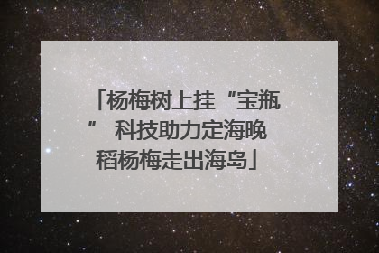 杨梅树上挂“宝瓶” 科技助力定海晚稻杨梅走出海岛