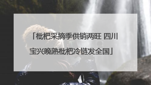 枇杷采摘季供销两旺 四川宝兴晚熟枇杷冷链发全国