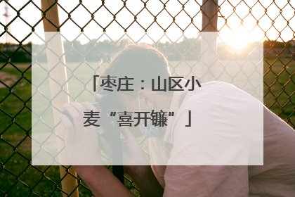 枣庄：山区小麦“喜开镰”
