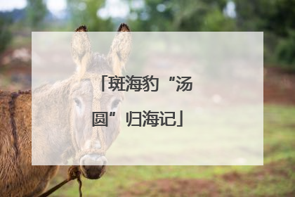 斑海豹“汤圆”归海记