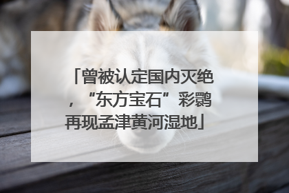 曾被认定国内灭绝，“东方宝石”彩鹮再现孟津黄河湿地