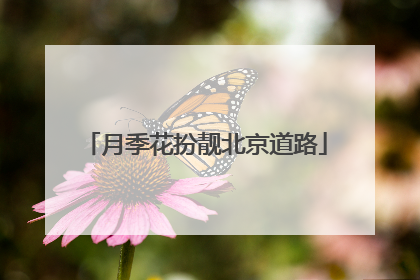 月季花扮靓北京道路