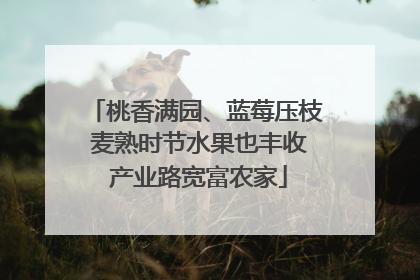 桃香满园、蓝莓压枝 麦熟时节水果也丰收 产业路宽富农家