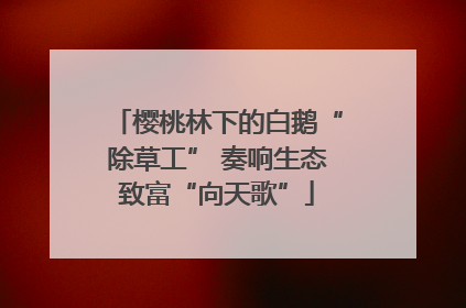 樱桃林下的白鹅“除草工” 奏响生态致富“向天歌”