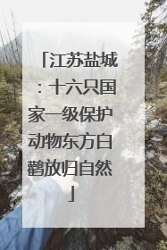 江苏盐城：十六只国家一级保护动物东方白鹳放归自然