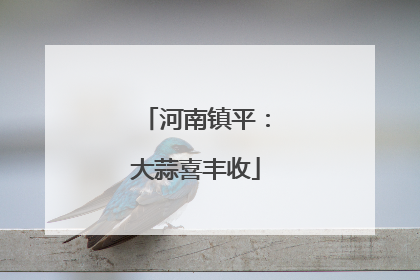 河南镇平：大蒜喜丰收