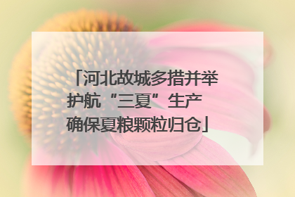河北故城多措并举护航“三夏”生产 确保夏粮颗粒归仓
