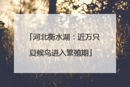 河北衡水湖：近万只夏候鸟进入繁殖期