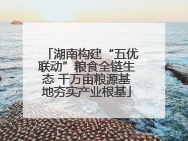 湖南构建“五优联动”粮食全链生态 千万亩粮源基地夯实产业根基