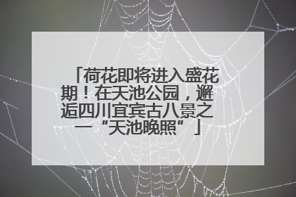 荷花即将进入盛花期！在天池公园，邂逅四川宜宾古八景之一“天池晚照”