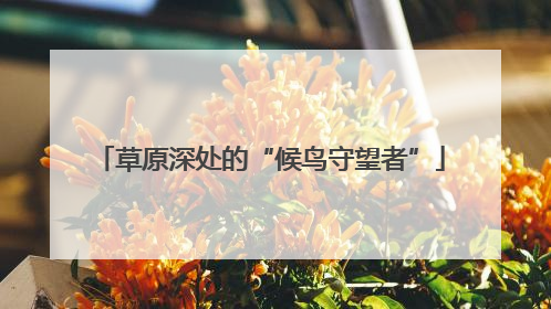 草原深处的“候鸟守望者”