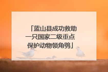 蓝山县成功救助一只国家二级重点保护动物领角鸮