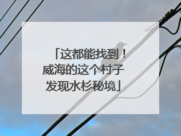 这都能找到！威海的这个村子发现水杉秘境