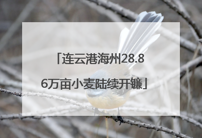 连云港海州28.86万亩小麦陆续开镰