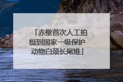 赤壁首次人工拍摄到国家一级保护动物白颈长尾雉