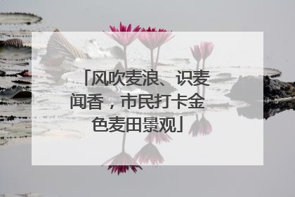风吹麦浪、识麦闻香，市民打卡金色麦田景观