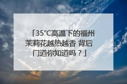35℃高温下的福州茉莉花越热越香 背后门道你知道吗？
